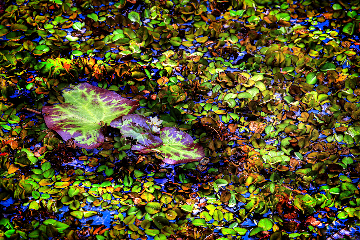 Swamp Mosaic by Dennis Sabo ©